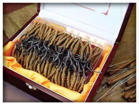 库伦冬虫夏草回收